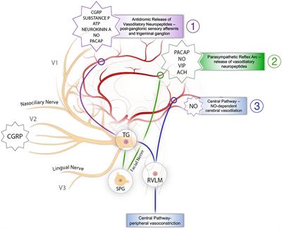 Trigeminal Nerve Control of Cerebral Blood Flow: A Brief Review